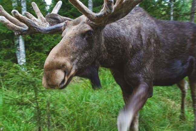 Un esemplare di renna, un animale tipico svedese